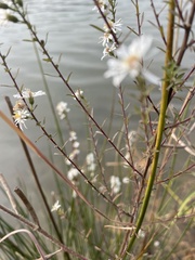 Symphyotrichum dumosum