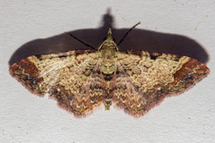 Pasiphila magnimaculata