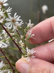 Symphyotrichum dumosum