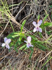 Viola arborescens