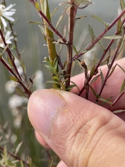 Symphyotrichum dumosum