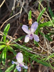 Viola arborescens