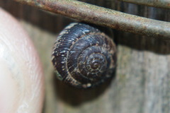 Xeroplexa intersecta