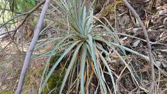 Puya herzogii