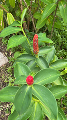 Costus woodsonii