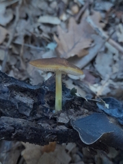 Pluteus romellii