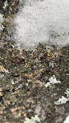 Phaeophyscia rubropulchra