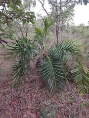 Allagoptera leucocalyx