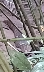 Caiman crocodilus fuscus