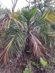 Allagoptera leucocalyx