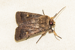 Proteuxoa tetronycha