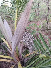 Allagoptera leucocalyx