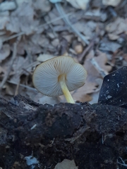 Pluteus romellii