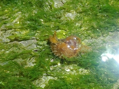 Stylocheilus striatus