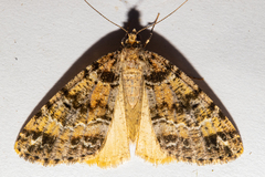 Pseudocoremia productata