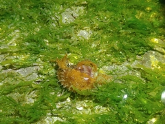 Stylocheilus striatus