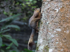 Sciurus granatensis