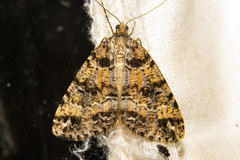 Pseudocoremia productata