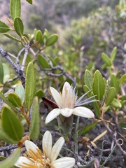 Mutisia rosea