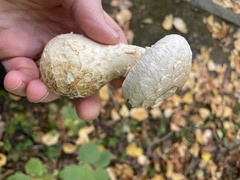 Hemipholiota