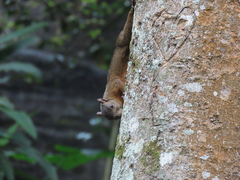 Sciurus granatensis