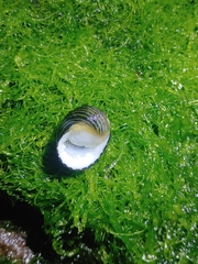 Nerita costata