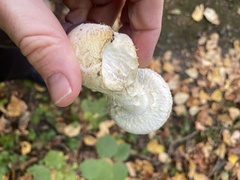 Hemipholiota