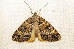 Pseudocoremia productata