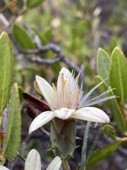 Mutisia rosea