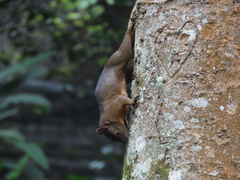 Sciurus granatensis
