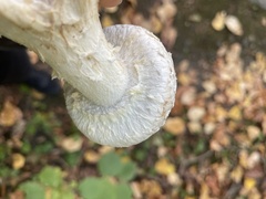 Hemipholiota