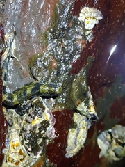 Istiblennius