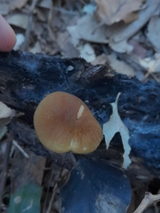Pluteus romellii