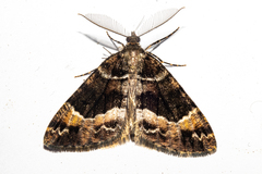 Pseudocoremia productata