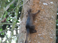 Sciurus granatensis
