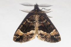 Pseudocoremia productata