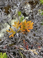 Austrolycopodium alboffii