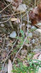 Lepidium bipinnatifidum