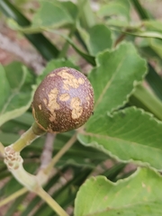 Caryocar brasiliense