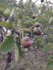 Caryocar brasiliense