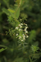 Galium aparine