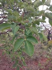 Caryocar brasiliense