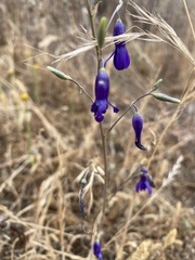 Conanthera