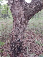 Caryocar brasiliense
