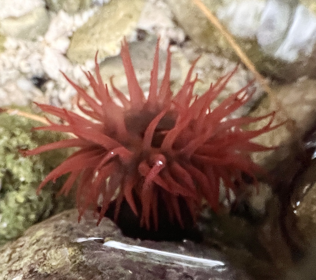 maroon anemone