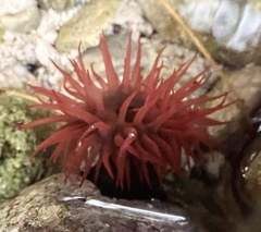 Actinia bermudensis