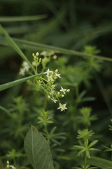 Galium aparine