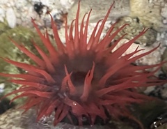 Actinia bermudensis