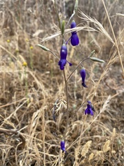 Conanthera