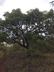 Caryocar brasiliense